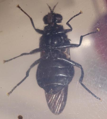 Clitellaria ephippium